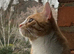 Lovely cat in need of a home