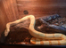Male sunglow boa