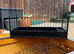 Fife canary show cages