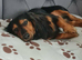 Minature dachshund