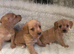 Cheaper puppies do not have full health assessment read adoption