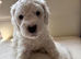 Adorable F2 Cockapoo Puppies Looking for Forever Homes