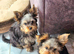 KC Registered Yorkshire Terrier Pupppies