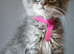 Reduced pure bred Mainecoon kittens ready now