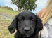 Golden Retriever x Sprollie