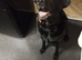 Adult Labrador