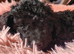 F1bb PRA clear cockapoo last boy remaining