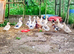 Crested Bantam/Crested Miniature Appleyard Ducks/Ducklings