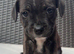 Staffordshire bull terrier puppies