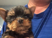Two beautiful Yorkshire terrier puppy bitches