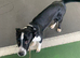 Lurcher X collie