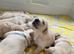 Golden retriever pups  only  3 males available  absolutely stunning litter ready to leave 11th august