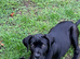 Female came Corso for sale