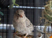 Two cock canaries for sale