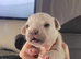 Frenchie cross Jack Russell pups for sale