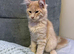 Purebred Maine Coon kittens