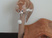 4 rare beautiful gorgeous kittens