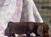 Miniature smooth coat dachshund puppy