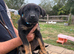 Beautiful Rottweiler cross German shepherd puppies
