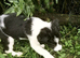 Border Collie Pups