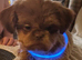 Gorgeous little imperial shih
