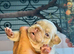 New Shade KC Registered French Bulldog Puppies