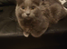 Male cat
