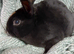 Rex Rabbit  babies for sale