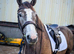 Quality 3 Year Old Connemara x ISH Gelding
