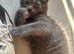 Maine coon kittens