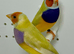 Beautiful pair of yellow Gouldian finches