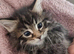 MAINCOON KITTENS