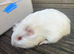 Guinea pigs ready now boys