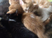 ONLY 4 Kittens Left. Black. Black and white. And Ginger.