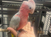 Galah cockatoo