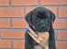 Labrador x american bulldog puppies