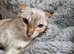 Female snow linx bengal
