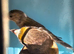 Goldfinch cinnimon jaspe mules