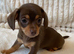 Gorgeous Chocolate Chiweenie Puppies - Ready Now