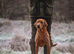 Fox Red Labrador Stud dog