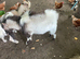 Pygmy goats x 5