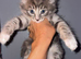 2 Maine coon xl kittens