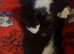 Beautiful kittens