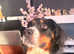 Gorgeous 1.5 year old female Bernese girl