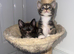 4 female kittens