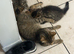 Kittens for sale