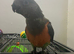 Baby Senegal Glasgow