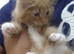 Stunning litter of Ginger Main coon kittens ready now