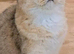 GCCF BI - colour kittens - Blue eyes