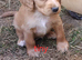 Cocker spaniel pups